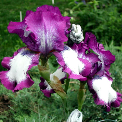 Iris germanica Loop de Loop